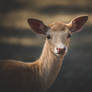 Blondeer