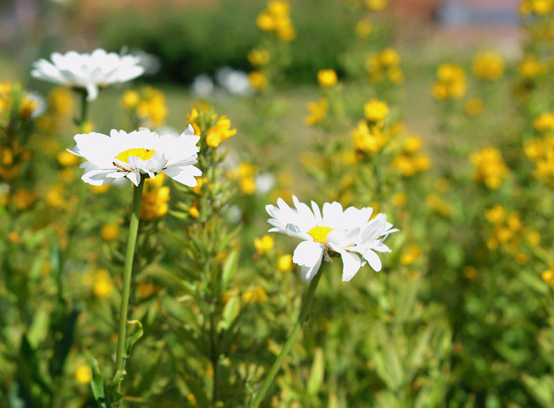 Michaelmas Daisies