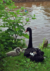 Black Swan and Signets