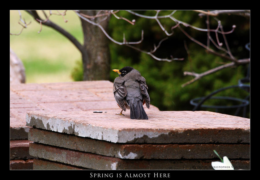 Spring Almost There Spring is Almost Here by theArconian on DeviantArt