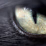 cat eye