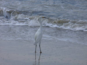 Birds on the beach