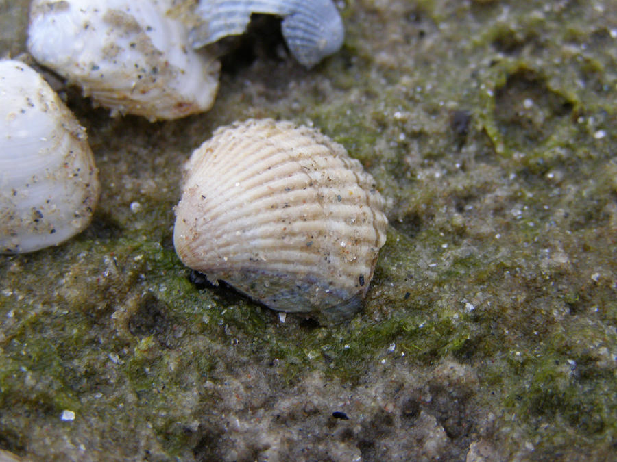 Volume Seashell Seashell Vol.2 by Khypsis on DeviantArt