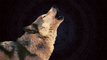 Wolf Wallpaper Midnight
