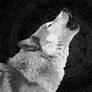 Wolf Wallpaper White