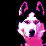 Husky Wallpaper Pink