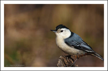 Nuthatch