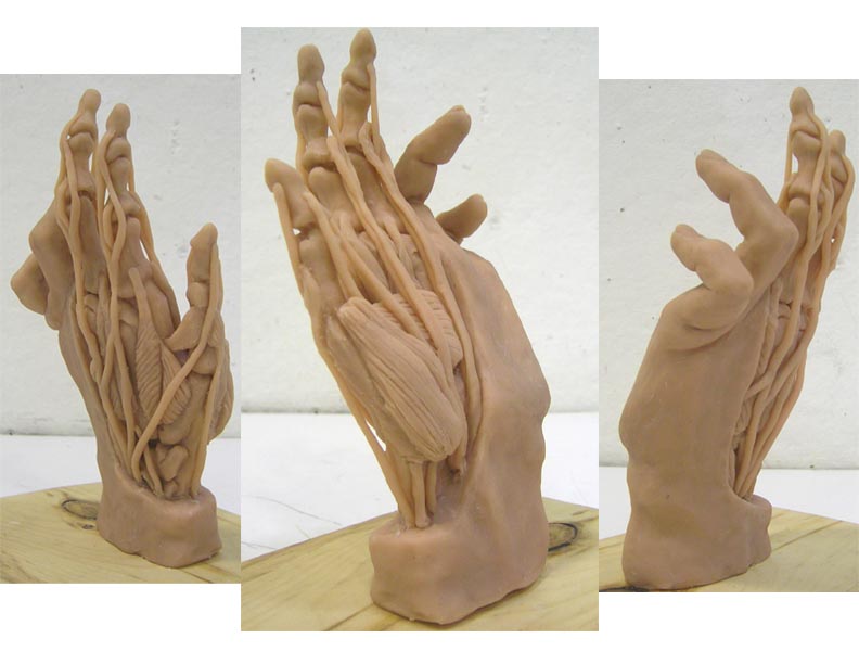 Hand Anatomy Sculpture