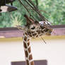 Zoo - giraffe