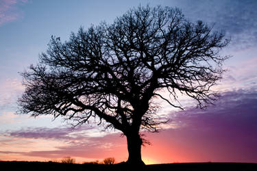 Grandfather Tree Sunset