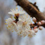 Buds + Flowering on Trees = Spring