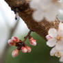 Buds + Flowering on Trees = Spring 1.5