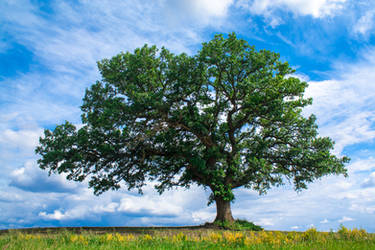 Grandfather Tree ~ Spring 1.0 by quasi-Virtuoso