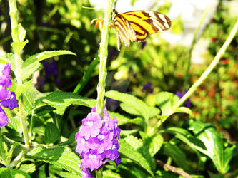 Butterfly on Purple