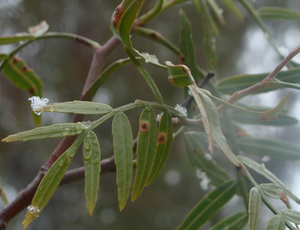 Snow Leaf 01