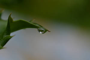 Tear Drop