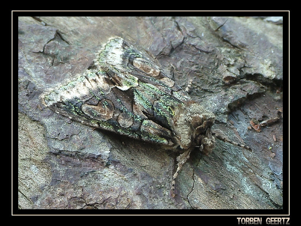 Green-brindled Crescent II