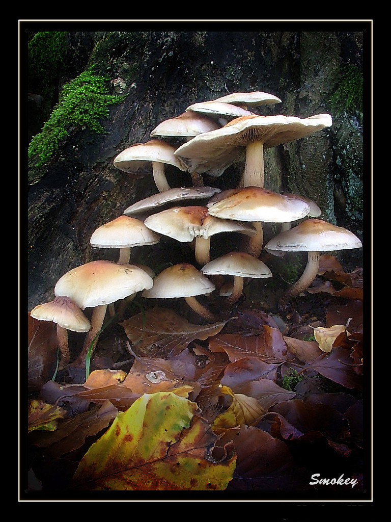 Hypholoma capnoides I