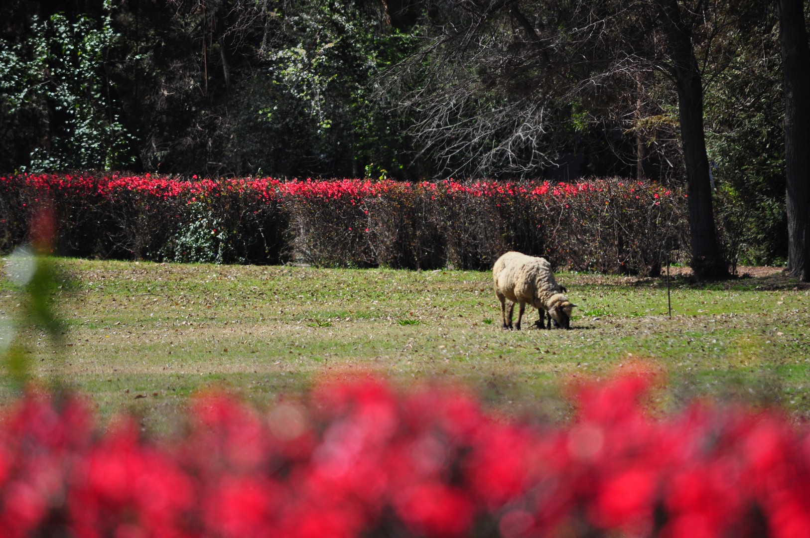 nature's  lawnmower