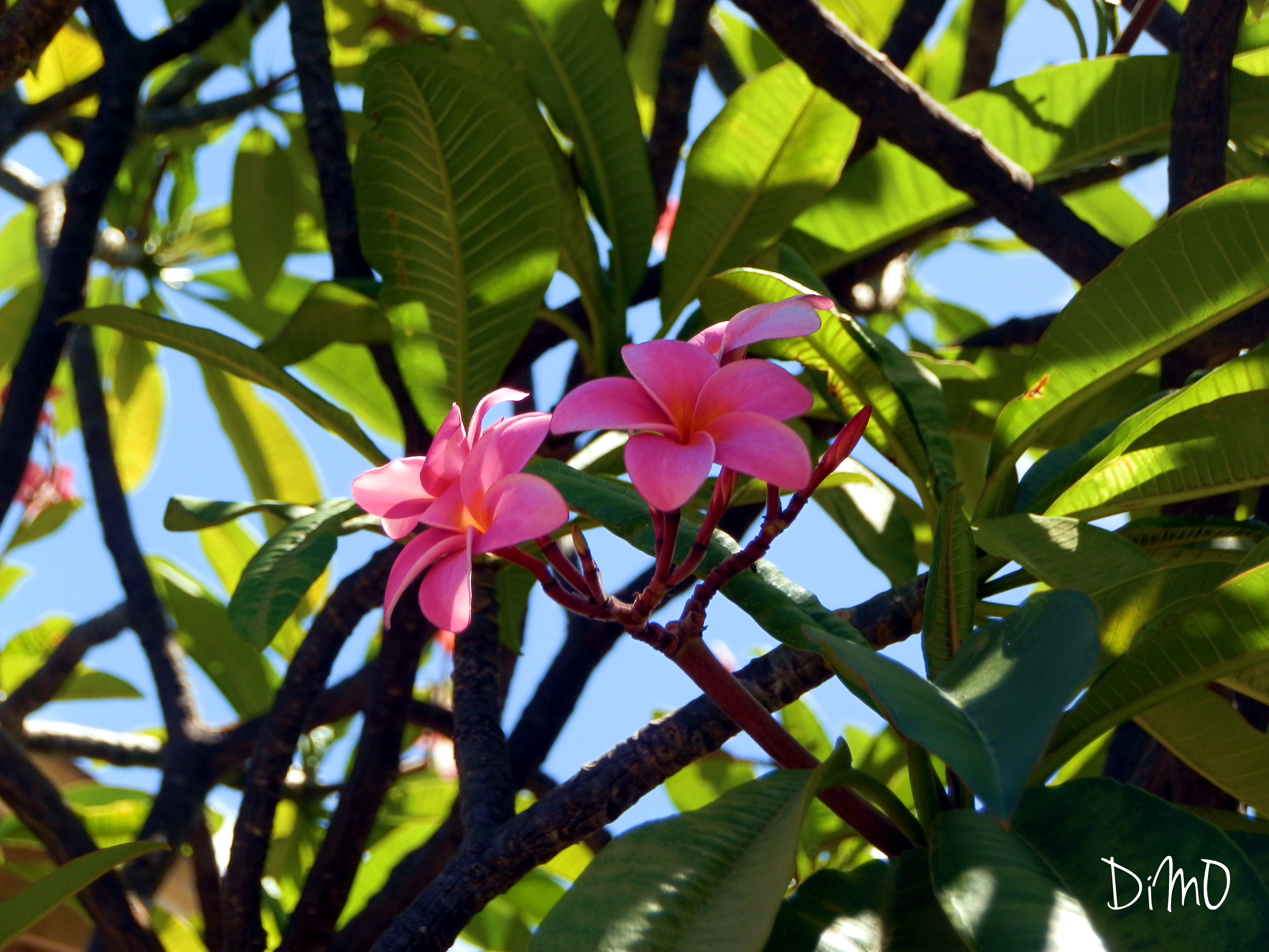 Pink Plumerias