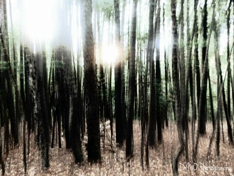 Slender Trees [re-launched]