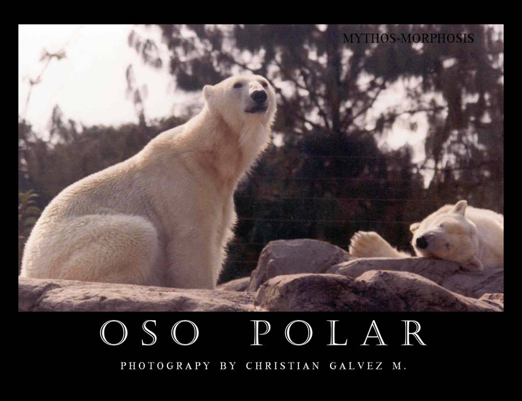 OSO POLAR by mythos-morphosis on DeviantArt