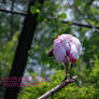 Pink Flamingo