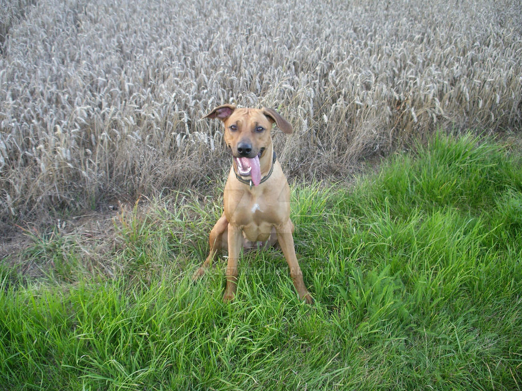 Rhodesian Ridgeback by Znake7 on DeviantArt
