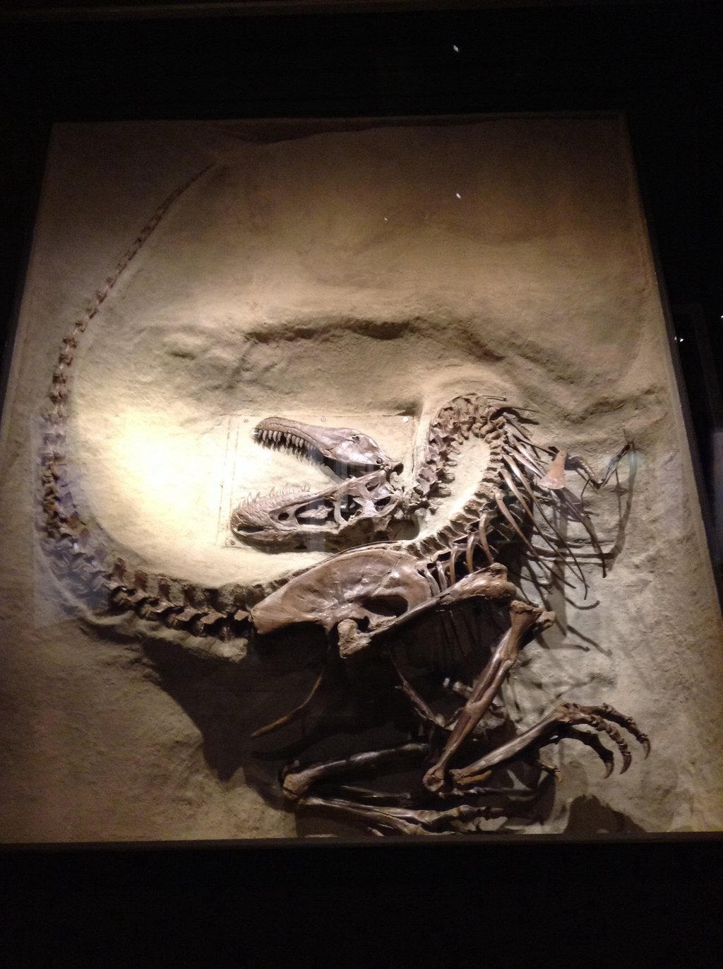 Gorgonsaurus Gorgosaurus Fossil by Toon-Rex on DeviantArt