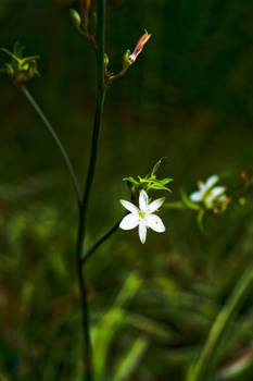 Snowdrop