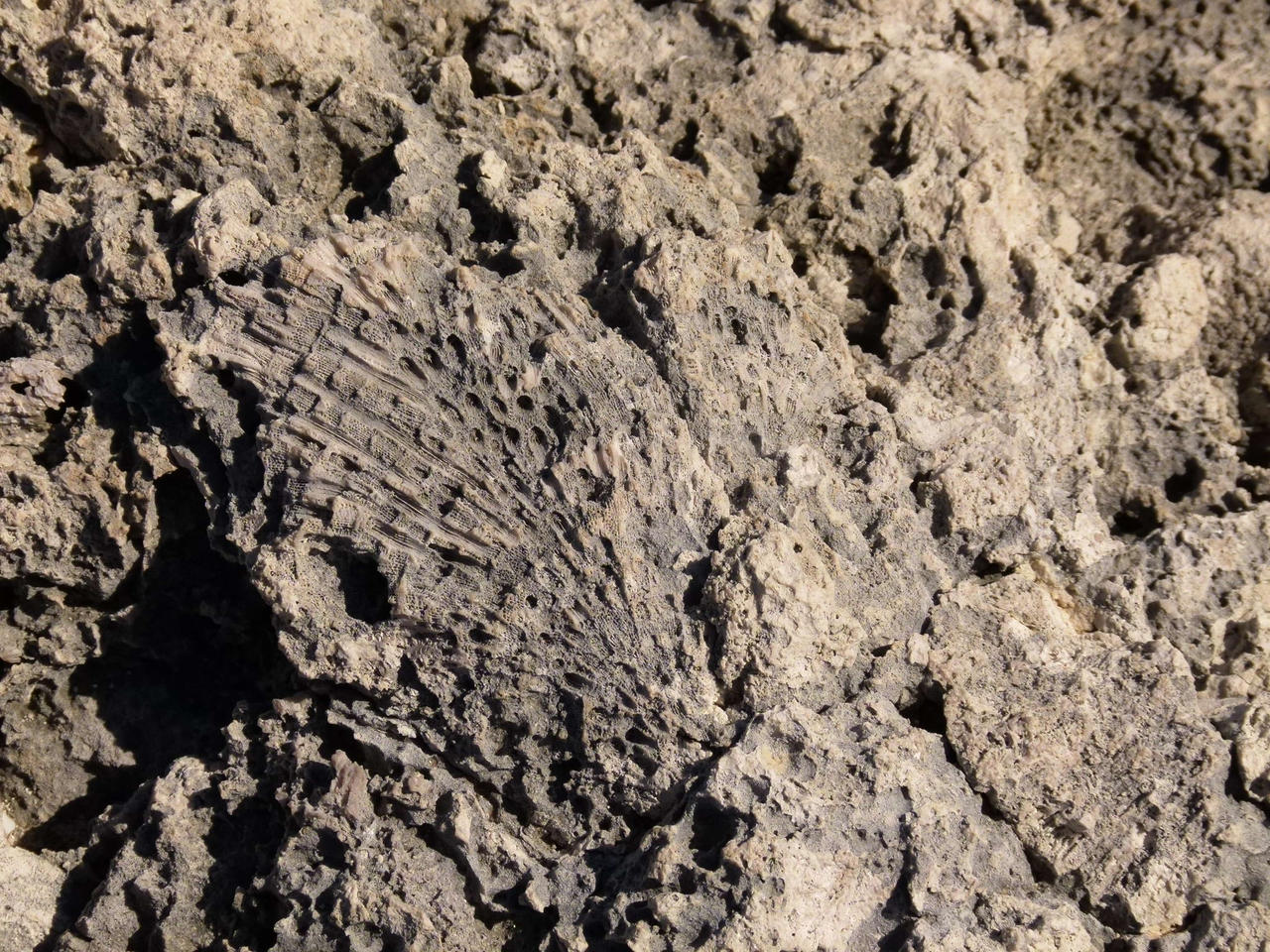 Cuba . Fossil