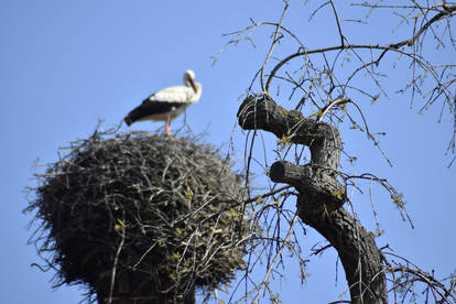 The Stork Church