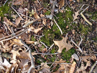 Forest Floor