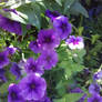 Purple flowers