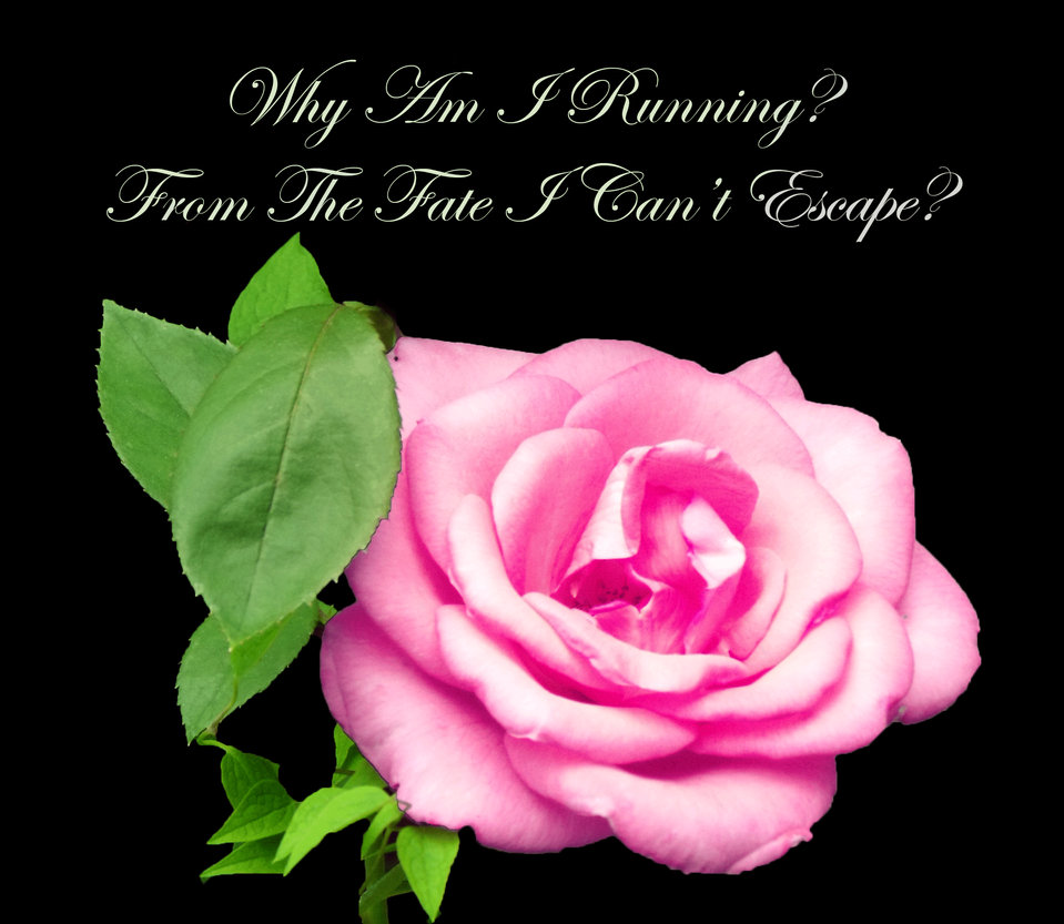 Подарю тебе розу слова. Красивые стихи про розы. Стих про розу. Розовые розы стихи. Стихи о Розе короткие красивые.