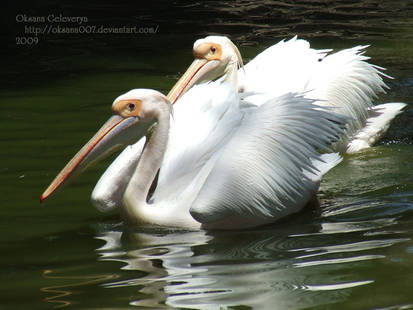 Pelicans