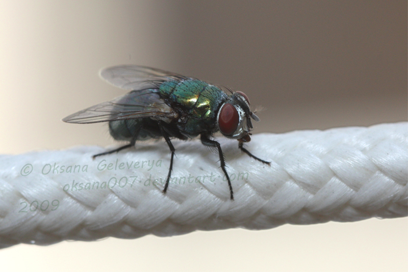 Green fly