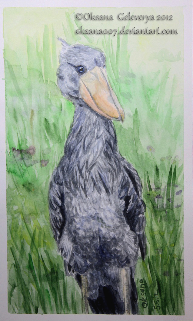 Shoebill