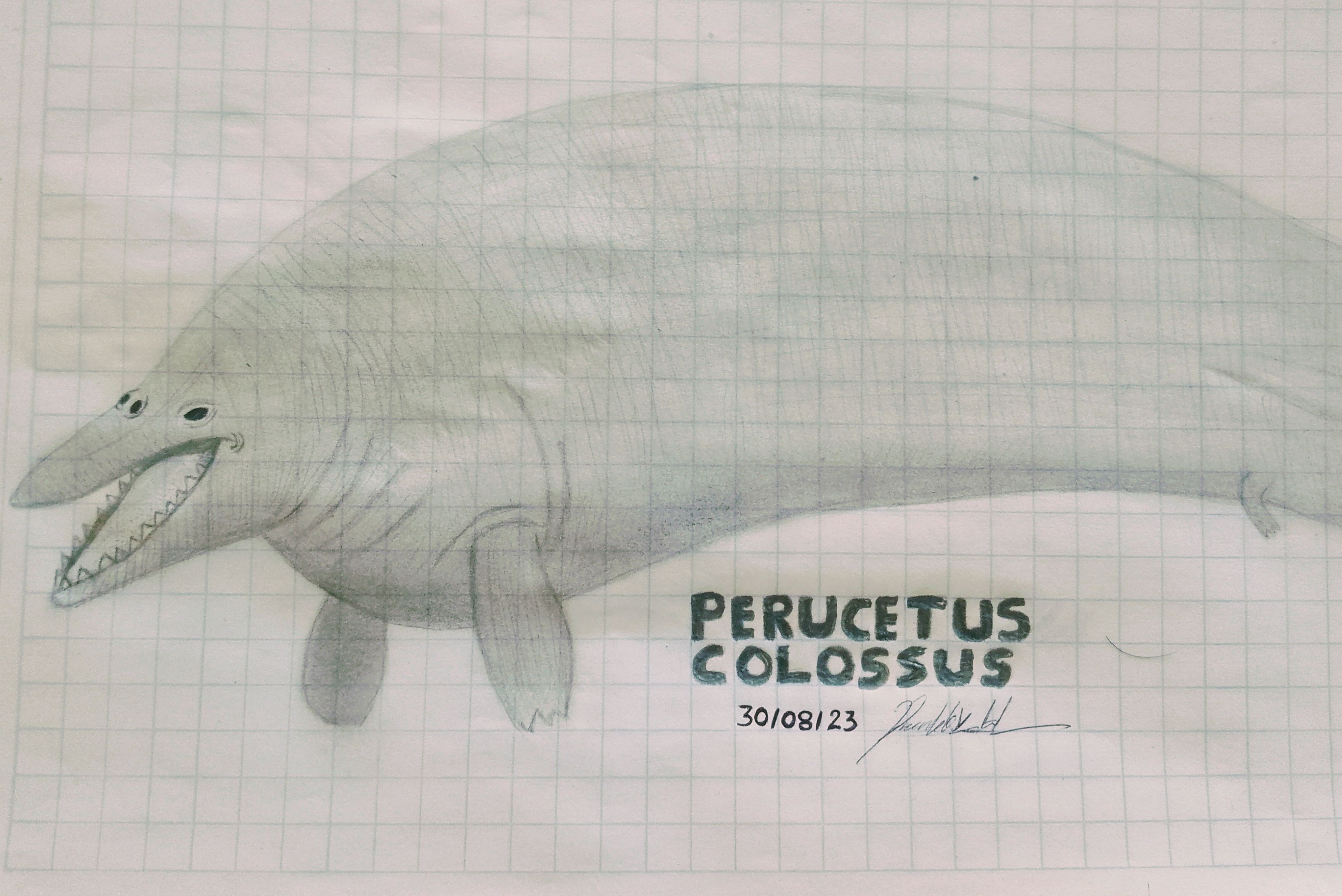 Perucetus Prehistoric Animals: Perucetus Colossus by SoyRobby on DeviantArt
