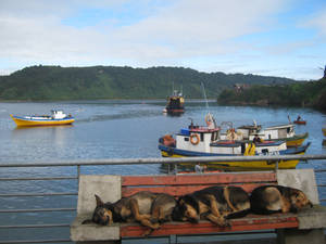 frios de chiloe