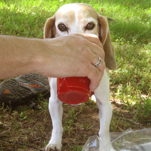 Beagle drinks from a cup