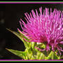 For the love of Milk Thistle