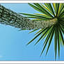 Palm Tree Love