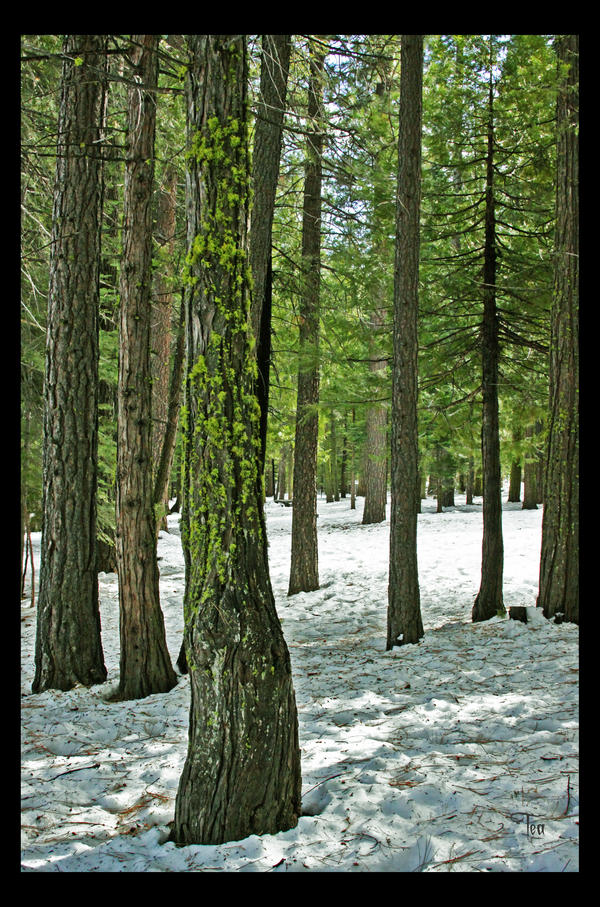 Communing with the Trees