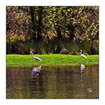 Nature Walks by TeaPhotography