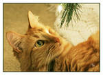 Sha-Sha's Christmas Story by TeaPhotography