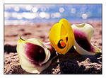 Lilies by the Shining Sea by TeaPhotography