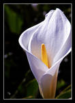 Peace, Love, Friendship by TeaPhotography