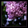 Lilacs and Lemonade