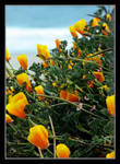 Pacific Poppies by TeaPhotography